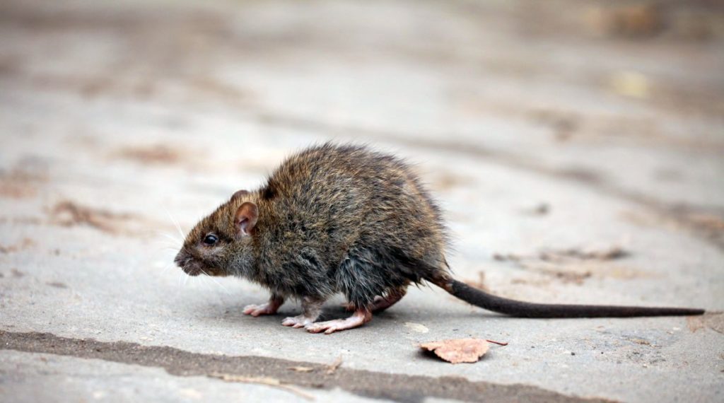 différence entre rat et souris