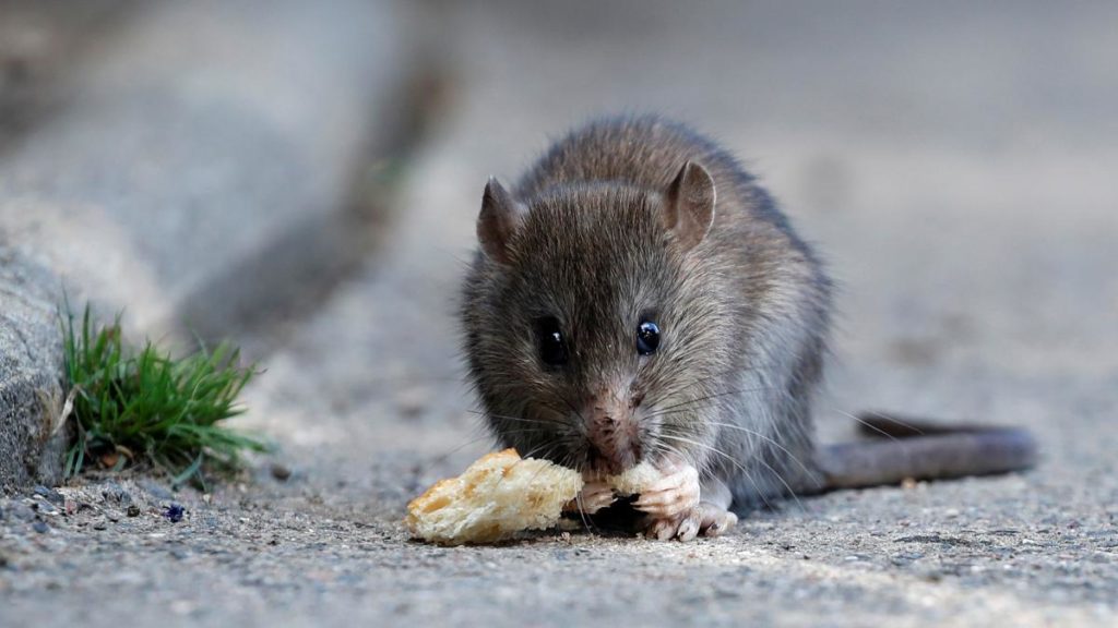 La différence entre les rats et les souris et son importance