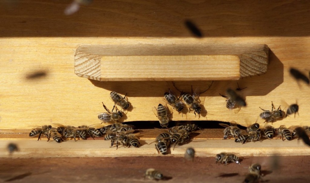 meilleur kit d'apiculture pas cher